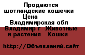 Продаются шотландские кошечки › Цена ­ 5 000 - Владимирская обл., Владимир г. Животные и растения » Кошки   